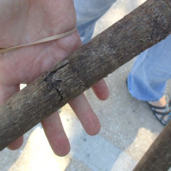 Craft-Grade Gemsbok Skull Plate with 23 inch horns for sale $39