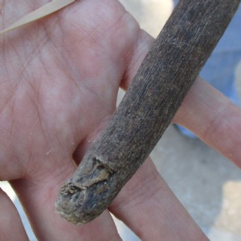 Craft-Grade Gemsbok Skull Plate with 23 inch horns for sale $39