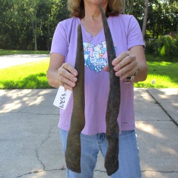 2pc/lot of B-Grade Female African Eland Horns 20 and 24 inches long for $26