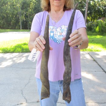 2pc/lot of B-Grade Female African Eland Horns 20 and 24 inches long for $26
