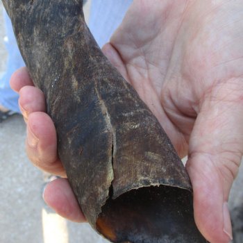 2pc/lot of B-Grade Female African Eland Horns 20 and 24 inches long for $26