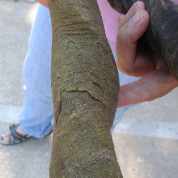 2pc/lot of B-Grade Female African Eland Horns 20 and 24 inches long for $26