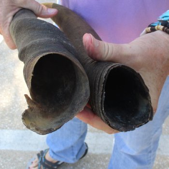 2pc/lot of B-Grade Female African Eland Horns 20 and 24 inches long for $26