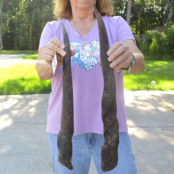 2pc/lot of B-Grade Female African Eland Horns 22 and 24 inches long for $26