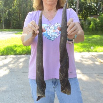 2pc/lot of B-Grade Female African Eland Horns 22 and 24 inches long for $26