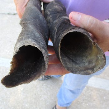 2pc/lot of B-Grade Female African Eland Horns 22 and 24 inches long for $26