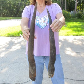 2pc/lot of B-Grade Female African Eland Horns 21 and 24 inches long for $26