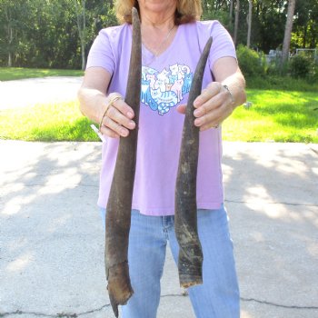 2pc/lot of B-Grade Female African Eland Horns 21 and 24 inches long for $26
