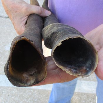 2pc/lot of B-Grade Female African Eland Horns 21 and 24 inches long for $26