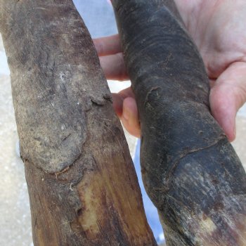2pc/lot of B-Grade Female African Eland Horns 21 and 24 inches long for $26