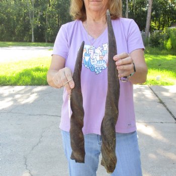 2pc/lot of B-Grade Female African Eland Horns 20 and 27 inches long for $26