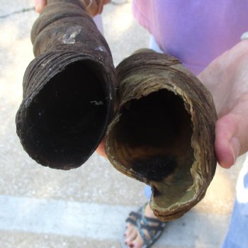 2pc/lot of B-Grade Female African Eland Horns 20 and 27 inches long for $26