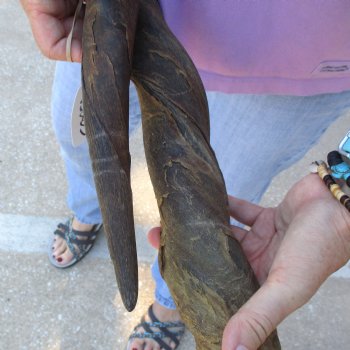 2pc/lot of B-Grade Female African Eland Horns 20 and 27 inches long for $26