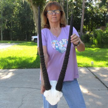 B-Grade Gemsbok Skull Plate with 26 & 29 inch horns for sale $49