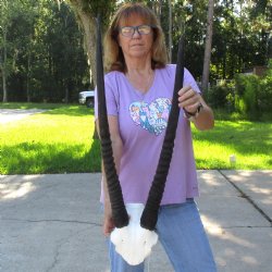 B-Grade Gemsbok Skull Plate with 26 & 29 inch horns for sale $49