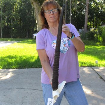 B-Grade Gemsbok Skull Plate with 26 & 29 inch horns for sale $49