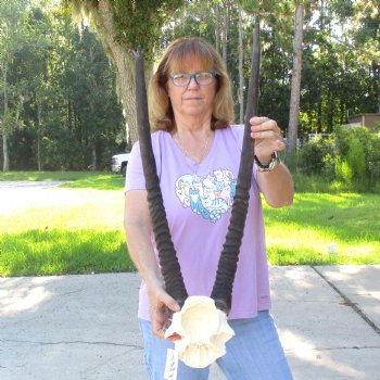 B-Grade Gemsbok Skull Plate with 26 & 29 inch horns for sale $49