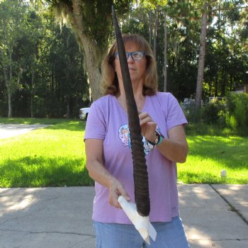 B-Grade Gemsbok Skull Plate with 26 & 29 inch horns for sale $49