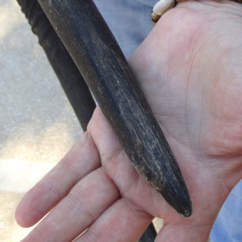 B-Grade Gemsbok Skull Plate with 26 & 29 inch horns for sale $49