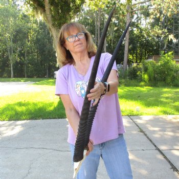 B-Grade Gemsbok Skull Plate with 33 & 34 inch horns for sale $55