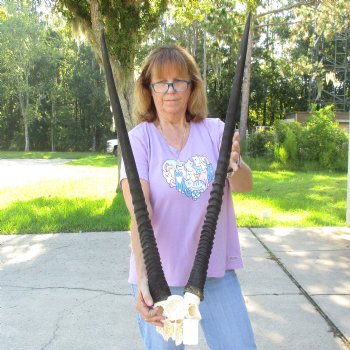 B-Grade Gemsbok Skull Plate with 33 & 34 inch horns for sale $55