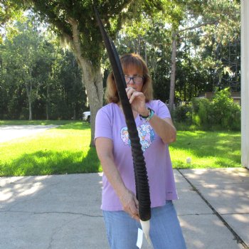 B-Grade Gemsbok Skull Plate with 33 & 34 inch horns for sale $55