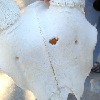 B-Grade Gemsbok Skull Plate with 33 & 34 inch horns for sale $55