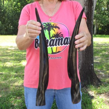 2pc/lot of B-Grade Female African Polished Eland Horns 19 inches long for $50