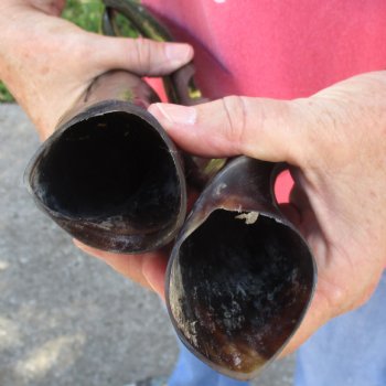 2pc/lot of B-Grade Female African Polished Eland Horns 19 inches long for $50