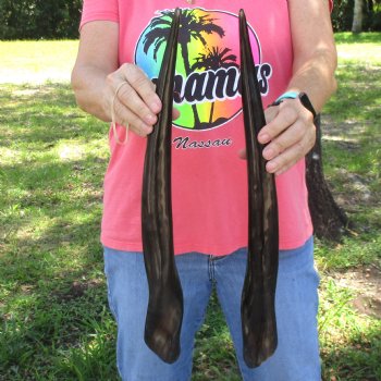 2pc/lot of B-Grade Female African Polished Eland Horns 19 inches long for $50