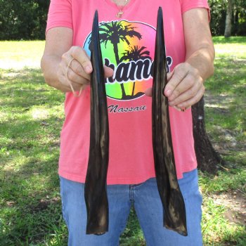 2pc/lot of B-Grade Female African Polished Eland Horns 19 inches long for $50
