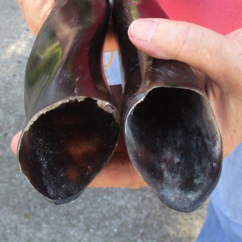 2pc/lot of B-Grade Female African Polished Eland Horns 19 inches long for $50