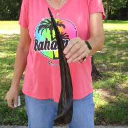 19 inch Polished Male Eland horn for $29