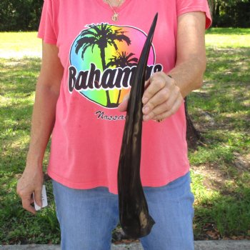 19 inch Polished Male Eland horn for $29