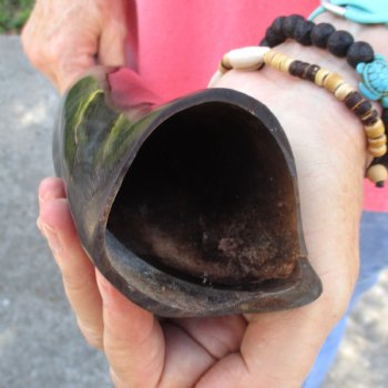 19 inch Polished Male Eland horn for $29