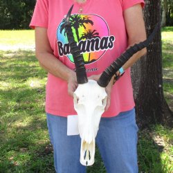 B-Grade Female Blesbok Skull with 12" to 13" Horns buy now for - $50