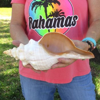 13 inches horse conch for sale, Florida's state seashell - For Sale for $40