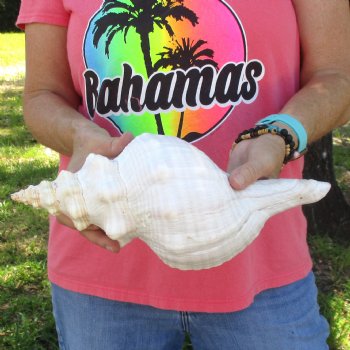 13 inches horse conch for sale, Florida's state seashell - For Sale for $40