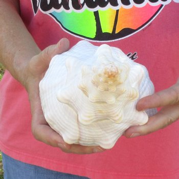 13 inches horse conch for sale, Florida's state seashell - For Sale for $40