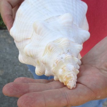 13 inches horse conch for sale, Florida's state seashell - For Sale for $40