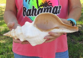 14 inches horse conch, Florida's state seashell, Buy now for $52