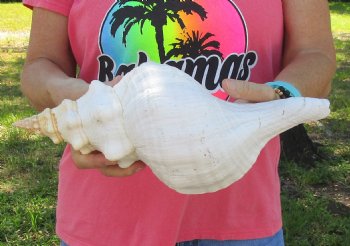 14 inches horse conch, Florida's state seashell, Buy now for $52