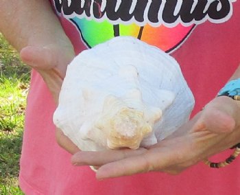 14 inches horse conch, Florida's state seashell, Buy now for $52