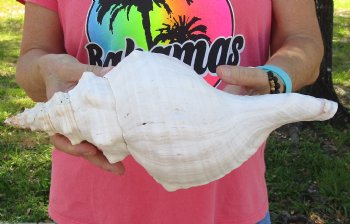 14 inches horse conch, Florida's state seashell, Buy now for $52