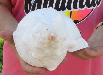 14 inches horse conch, Florida's state seashell, Buy now for $52