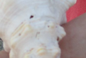 14 inches horse conch, Florida's state seashell, Buy now for $52