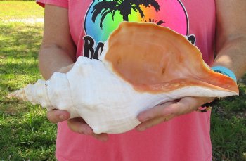 13-1/2 inches horse conch, Florida's state seashell, Buy now for $40