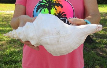 13-1/2 inches horse conch, Florida's state seashell, Buy now for $40