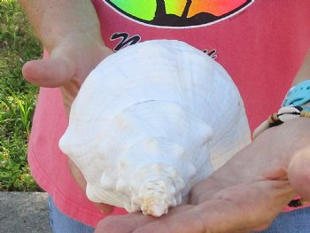 13-1/2 inches horse conch, Florida's state seashell, Buy now for $40