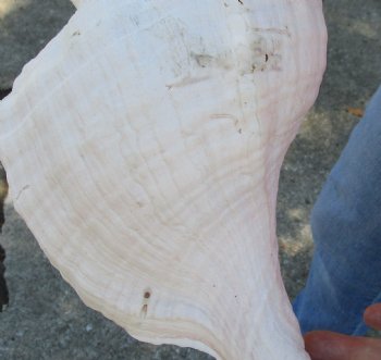 13-1/2 inches horse conch, Florida's state seashell, Buy now for $40